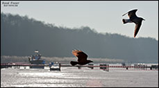 Müggelsee im Winter 2009