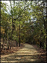 Waldweg in den Kanonenbergen