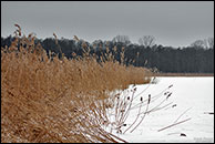 Großer Müggelsee - Schilf im Winter
