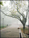 Luisenhain im Nebel - Mai 2017