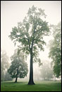 Baum im Nebel im Schloßpark Köpenick