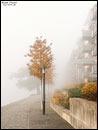 Ufer der Krusenick-Halbinsel im Nebel